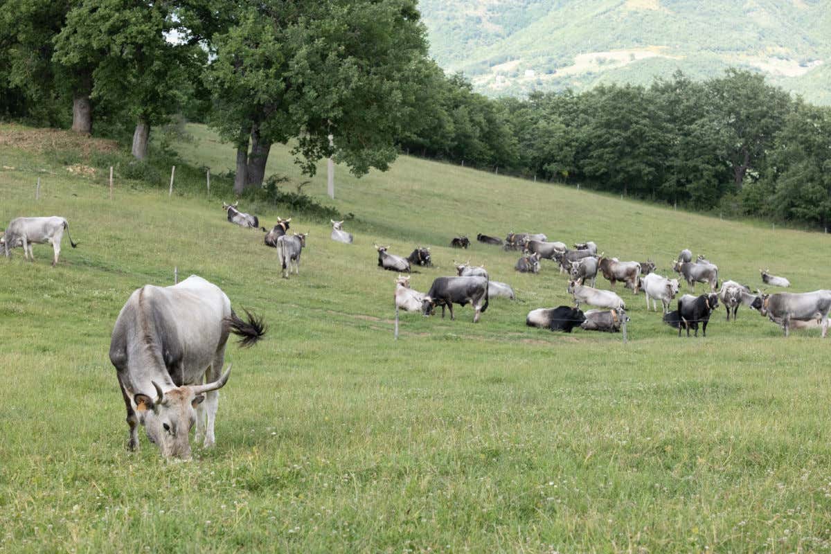 Carne sintetica. Le associazioni: inquina è cara e insipida solo business